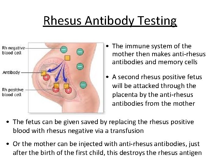 Rhesus Antibody Testing • The immune system of the mother then makes anti-rhesus antibodies