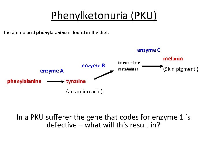 Phenylketonuria (PKU) The amino acid phenylalanine is found in the diet. enzyme C enzyme