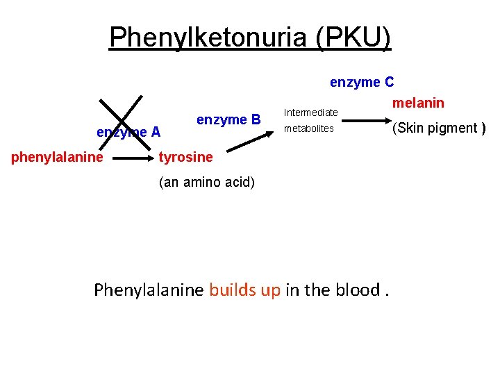 Phenylketonuria (PKU) enzyme C melanin enzyme A phenylalanine enzyme B Intermediate metabolites (Skin pigment