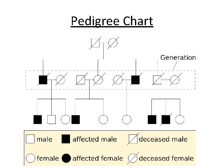 Pedigree Chart 