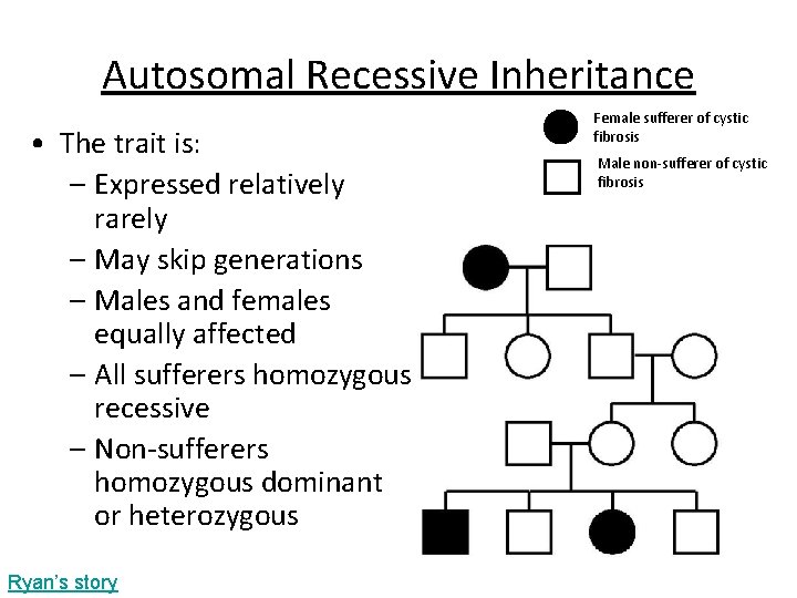 Autosomal Recessive Inheritance • The trait is: – Expressed relatively rarely – May skip