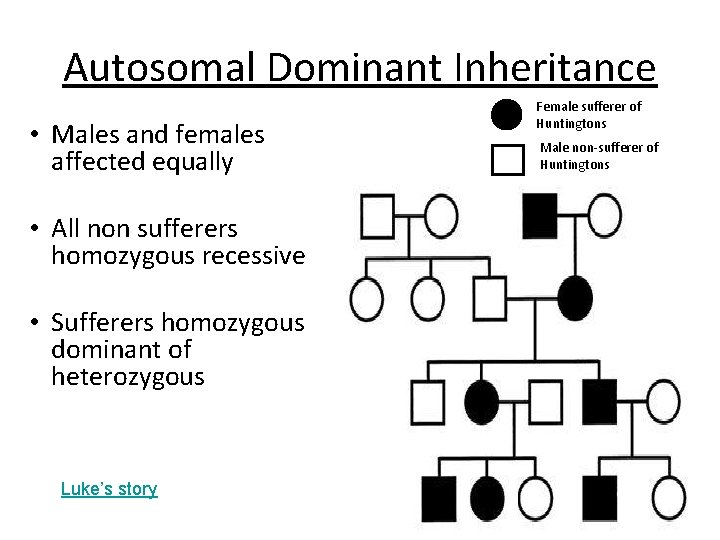 Autosomal Dominant Inheritance • Males and females affected equally • All non sufferers homozygous