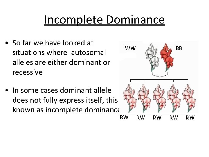 Incomplete Dominance • So far we have looked at situations where autosomal alleles are