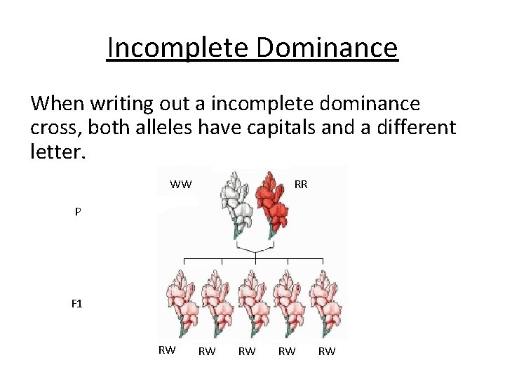 Incomplete Dominance When writing out a incomplete dominance cross, both alleles have capitals and