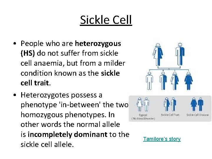 Sickle Cell • People who are heterozygous (HS) do not suffer from sickle cell