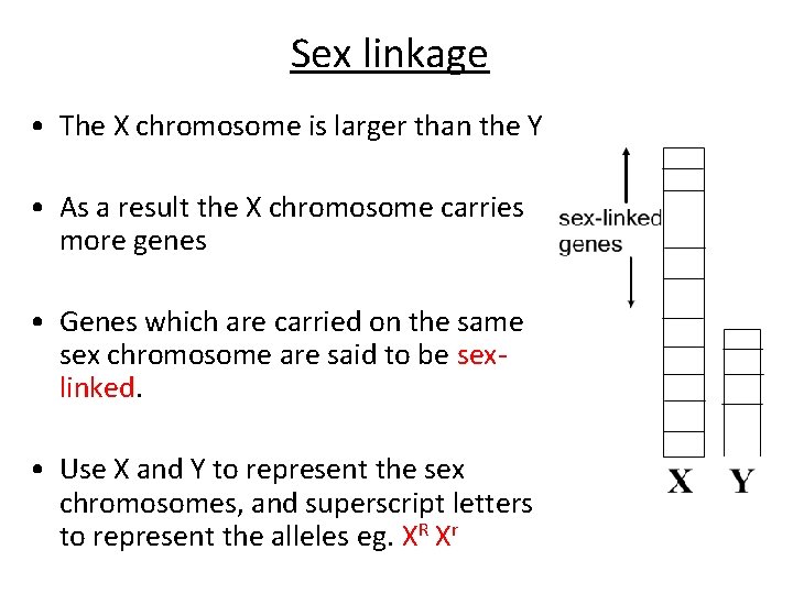 Sex linkage • The X chromosome is larger than the Y • As a