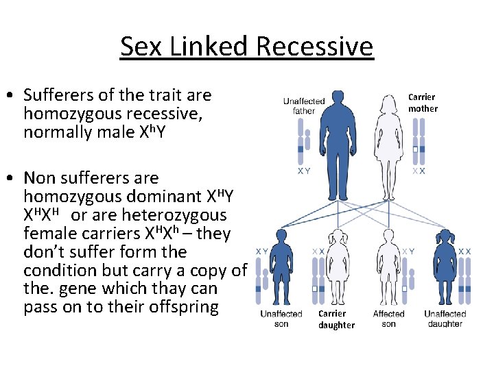 Sex Linked Recessive • Sufferers of the trait are homozygous recessive, normally male Xh.