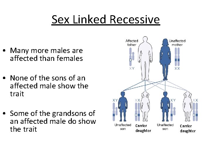 Sex Linked Recessive • Many more males are affected than females • None of