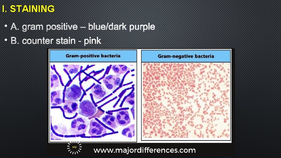 I. STAINING • A. GRAM POSITIVE – BLUE/DARK PURPLE • B. COUNTER STAIN -