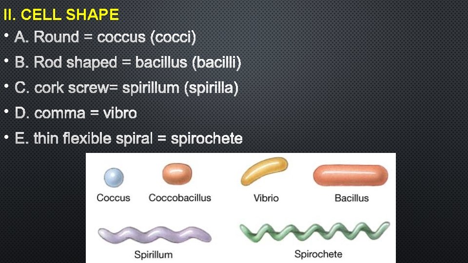 II. CELL SHAPE • A. Round = coccus (cocci) • B. Rod shaped =