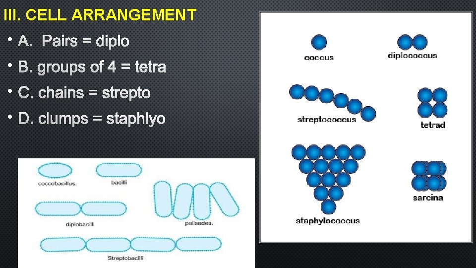 III. CELL ARRANGEMENT • A. Pairs = diplo • B. groups of 4 =