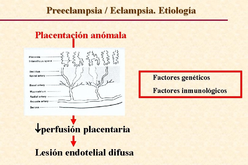 Preeclampsia / Eclampsia. Etiología Placentación anómala Factores genéticos Factores inmunológicos perfusión placentaria Lesión endotelial