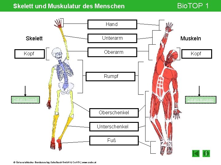 Skelett und Muskulatur des Menschen Bio. TOP 1 Hand Skelett Kopf Unterarm Muskeln Oberarm