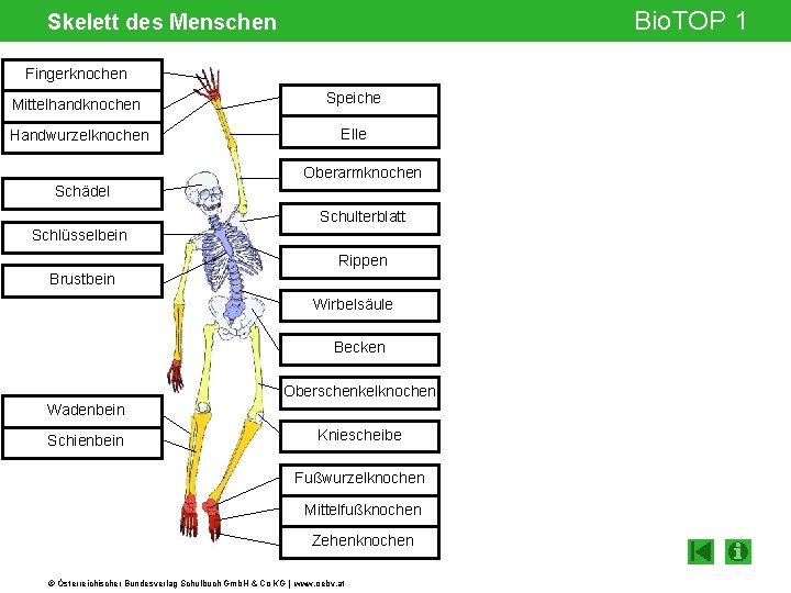 Bio. TOP 1 Skelett des Menschen Fingerknochen Mittelhandknochen Speiche Handwurzelknochen Elle Oberarmknochen Schädel Schulterblatt