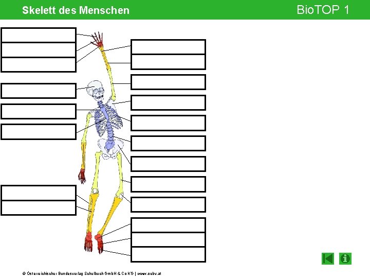 Skelett des Menschen © Österreichischer Bundesverlag Schulbuch Gmb. H & Co KG | www.