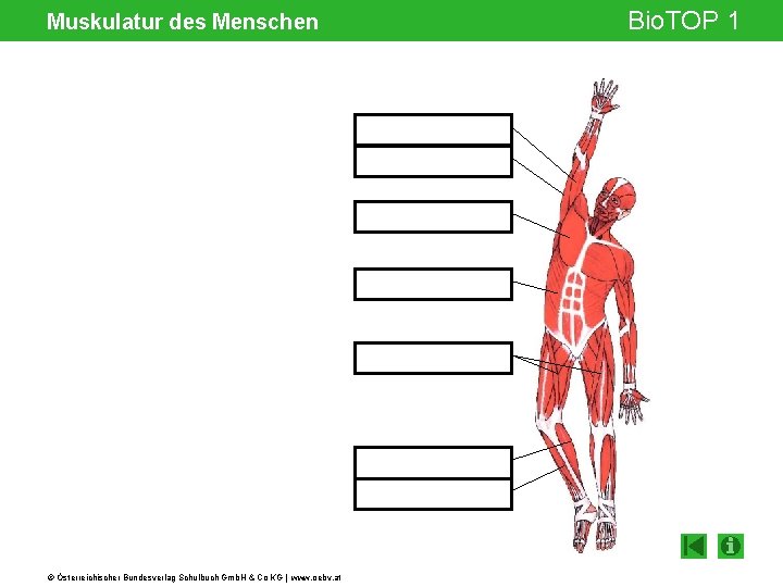 Muskulatur des Menschen © Österreichischer Bundesverlag Schulbuch Gmb. H & Co KG | www.