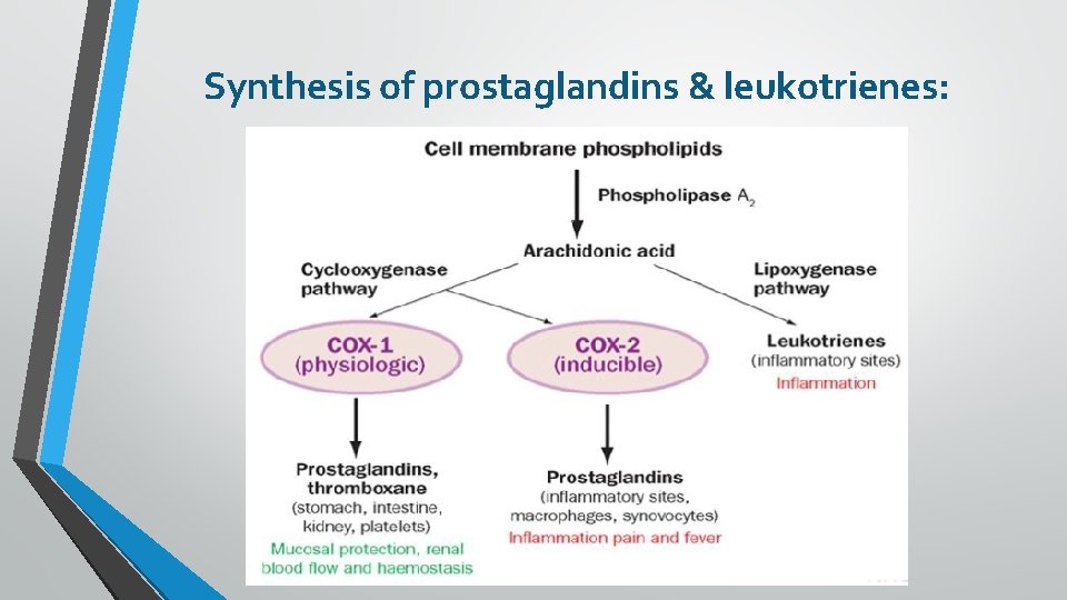 Synthesis of prostaglandins & leukotrienes: 