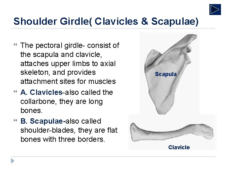 Shoulder Girdle( Clavicles & Scapulae) The pectoral girdle- consist of the scapula and clavicle,