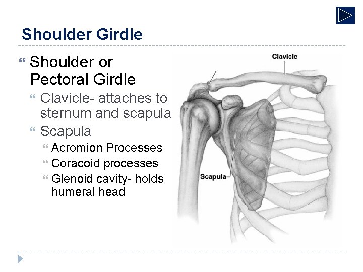 Shoulder Girdle Shoulder or Pectoral Girdle Clavicle- attaches to sternum and scapula Scapula Acromion