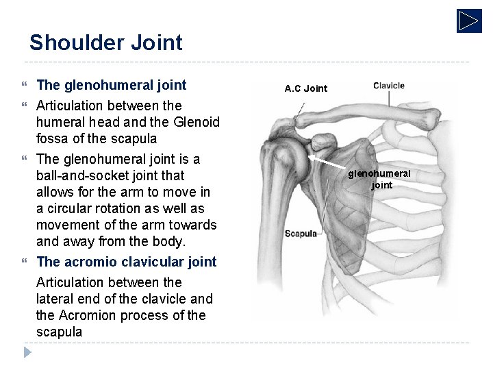 Shoulder Joint The glenohumeral joint Articulation between the humeral head and the Glenoid fossa