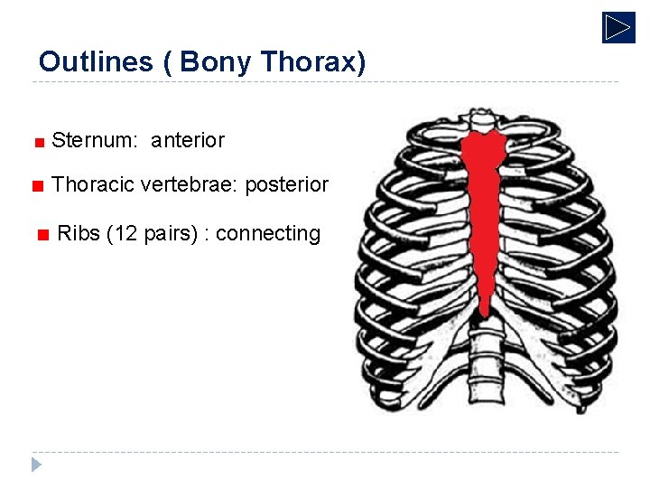 Outlines ( Bony Thorax) ■ Sternum: anterior ■ Thoracic vertebrae: posterior ■ Ribs (12