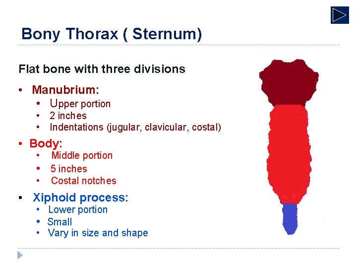 Bony Thorax ( Sternum) Flat bone with three divisions • Manubrium: • Upper portion