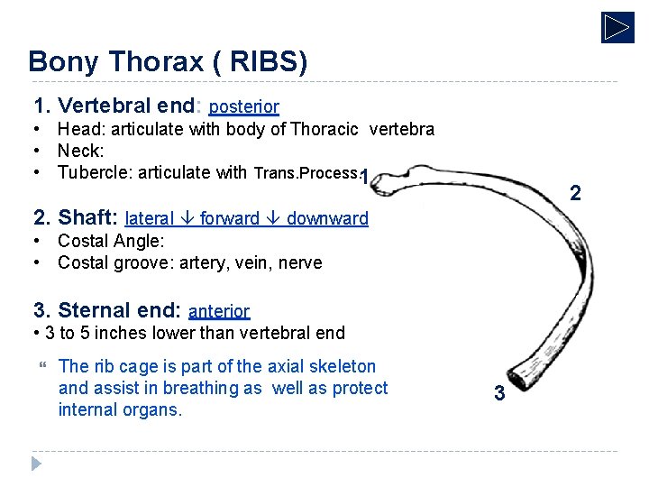 Bony Thorax ( RIBS) 1. Vertebral end: posterior • Head: articulate with body of
