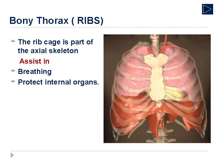 Bony Thorax ( RIBS) The rib cage is part of the axial skeleton Assist