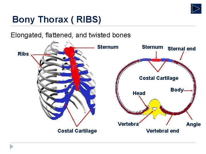 Bony Thorax ( RIBS) Elongated, flattened, and twisted bones Sternum Sternal end Ribs Costal