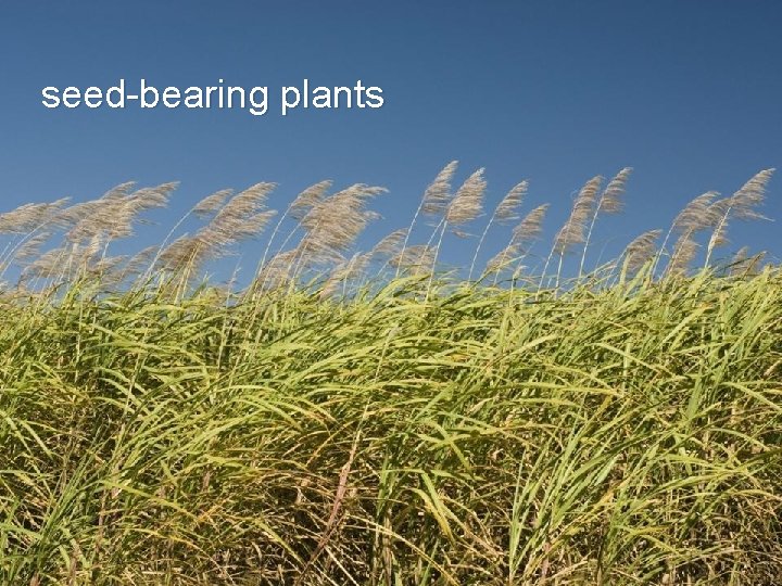 seed-bearing plants 