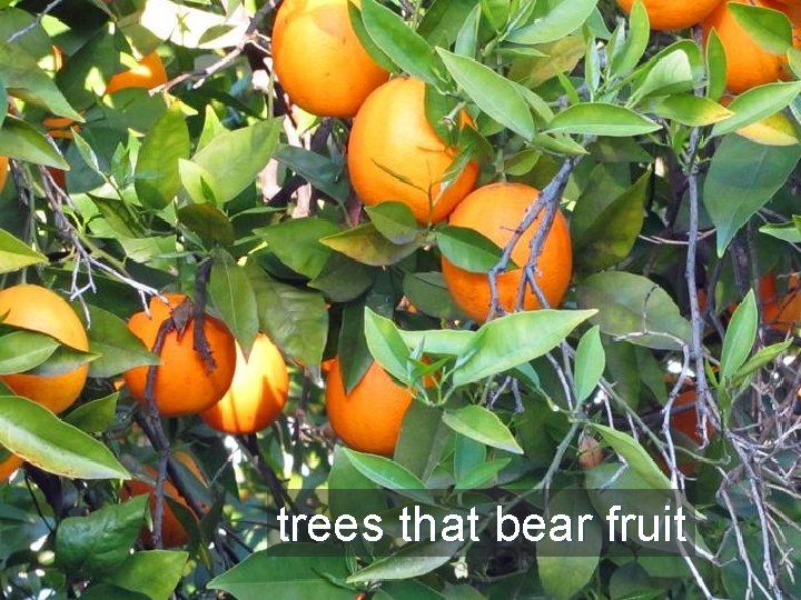 trees that bear fruit 