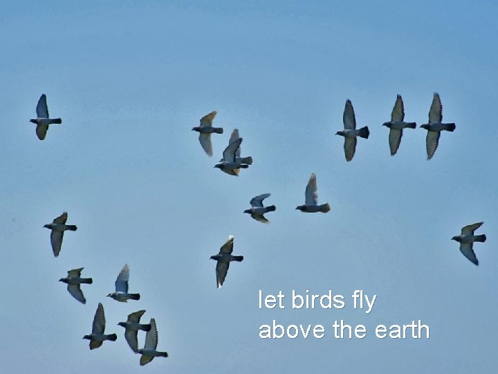  let birds fly above the earth 