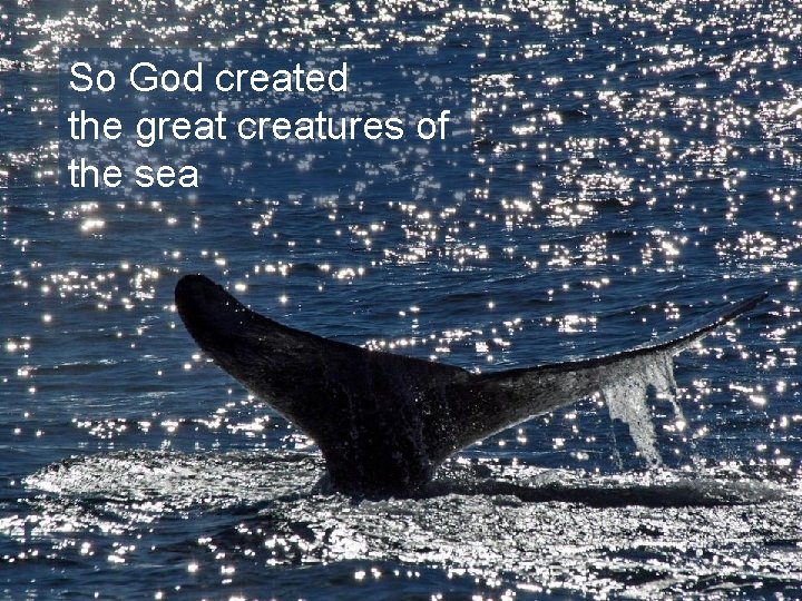 So God created the great creatures of the sea 