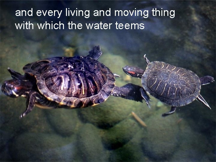 and every living and moving thing with which the water teems 