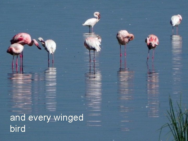 and every winged bird 