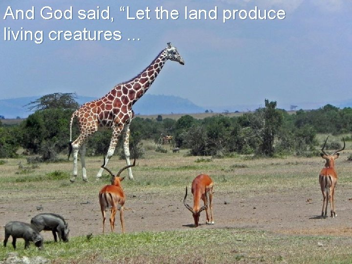 And God said, “Let the land produce living creatures. . . 