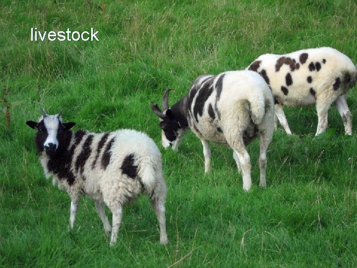 livestock 