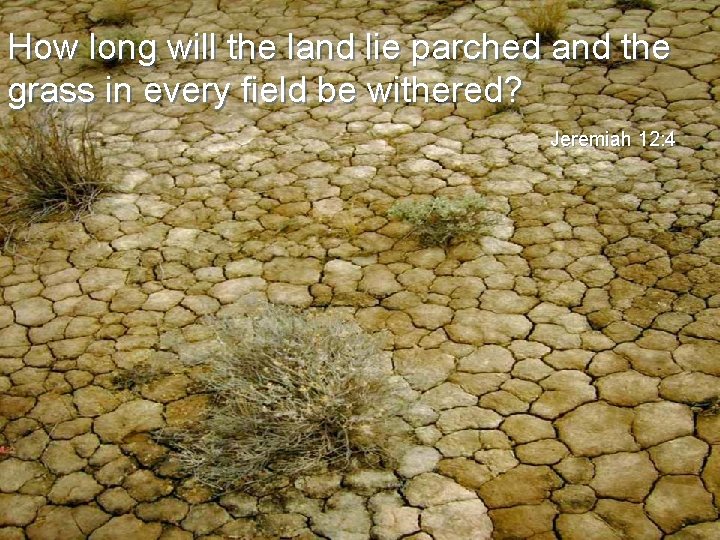 How long will the land lie parched and the grass in every field be