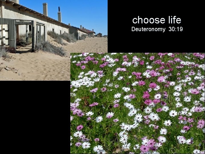 choose life Deuteronomy 30: 19 