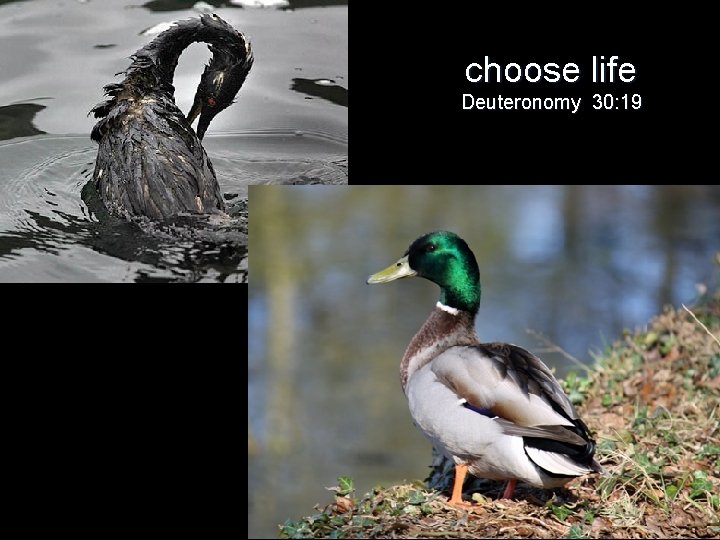 choose life Deuteronomy 30: 19 