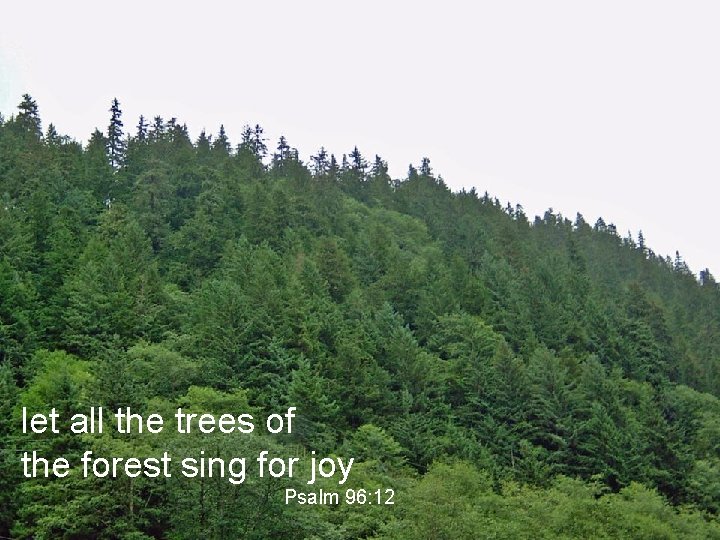 let all the trees of the forest sing for joy Psalm 96: 12 