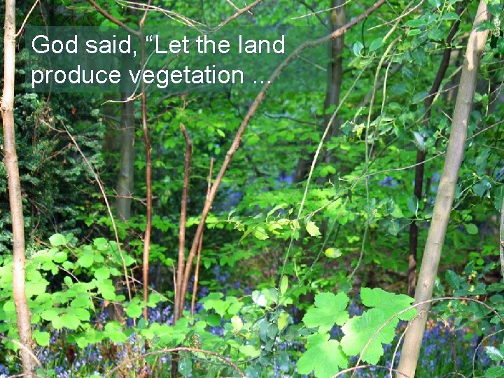 God said, “Let the land produce vegetation. . . 