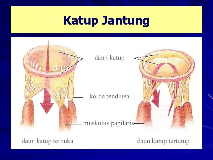 Katup Jantung 