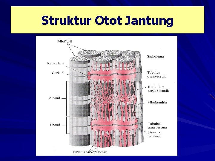 Struktur Otot Jantung 
