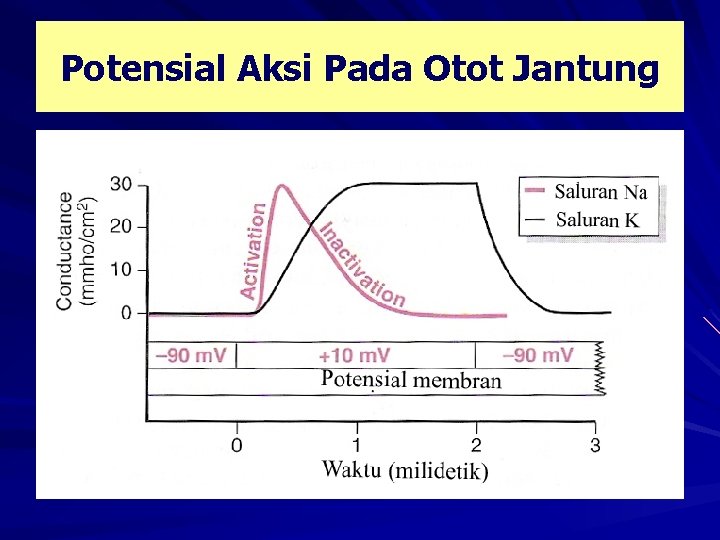 Potensial Aksi Pada Otot Jantung 