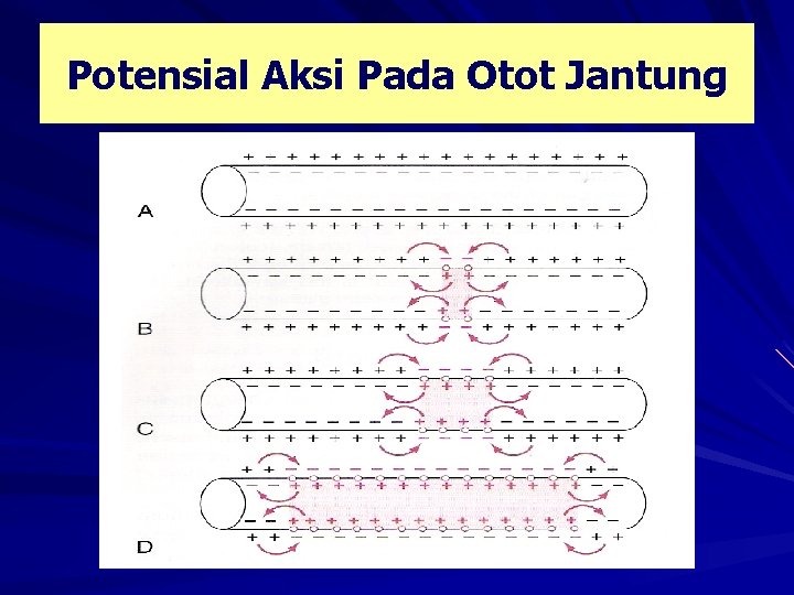 Potensial Aksi Pada Otot Jantung 