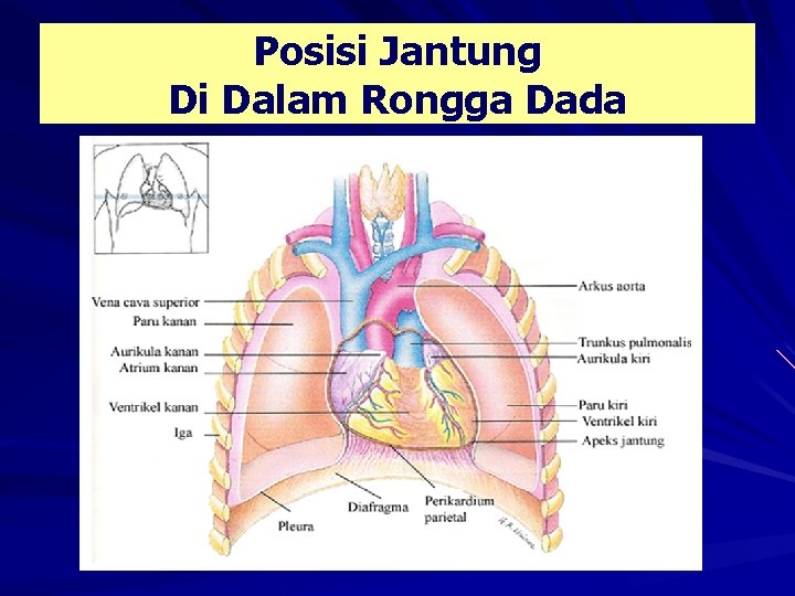 Posisi Jantung Di Dalam Rongga Dada 