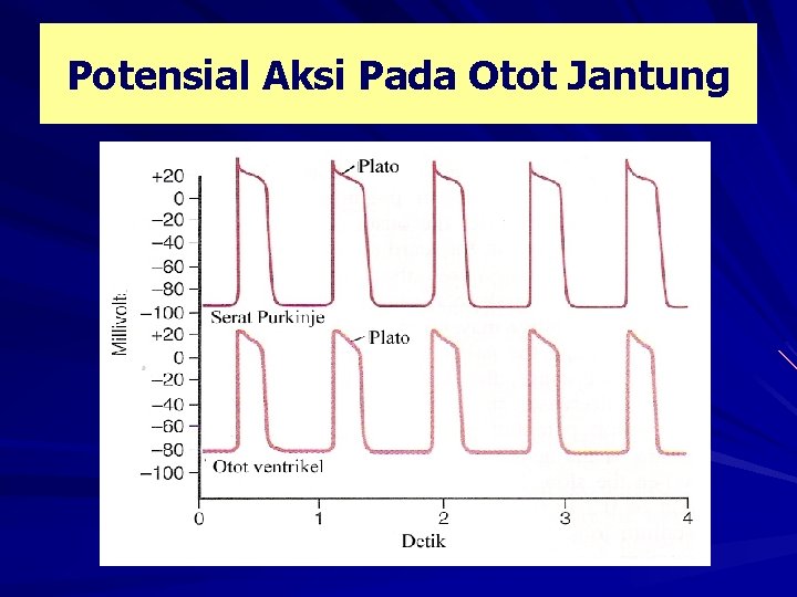 Potensial Aksi Pada Otot Jantung 