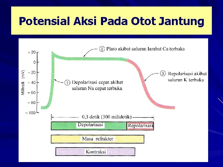 Potensial Aksi Pada Otot Jantung 