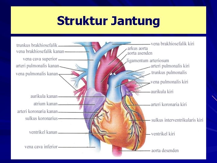 Struktur Jantung 